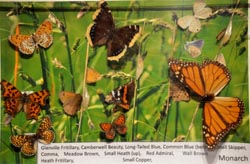butterflies